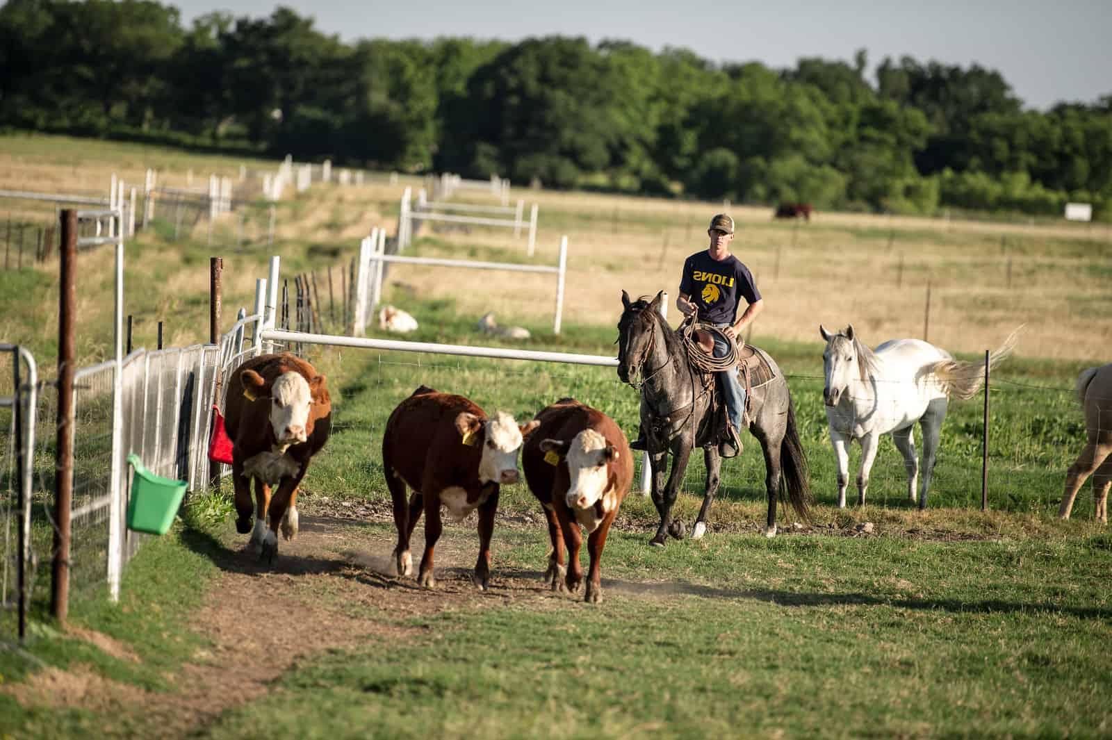 Male rancher walking horse on the cattle field