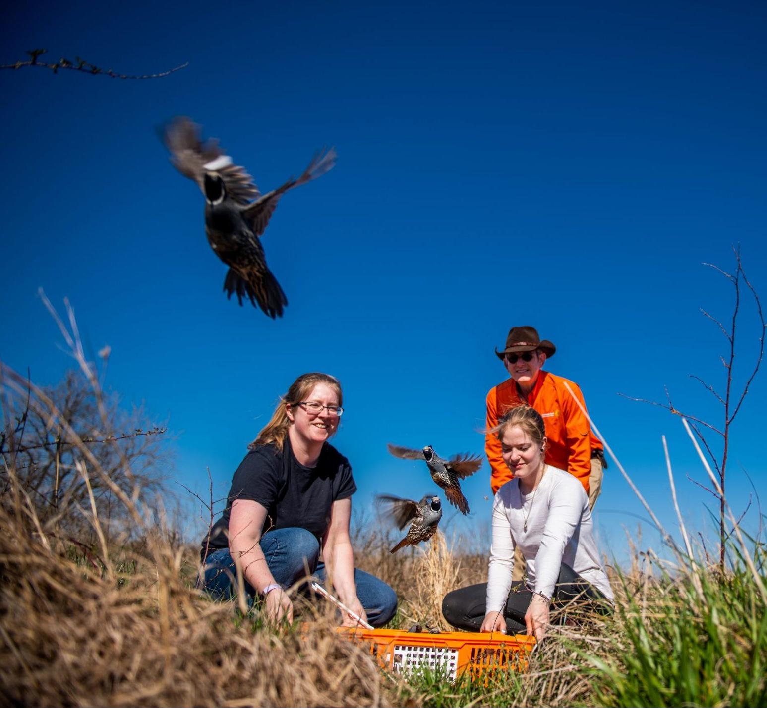 Dr. Reyna and student setting quails free.